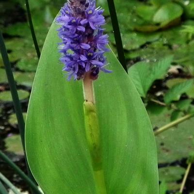 Moerashyacint, snoekkruid - Pontederia cordata