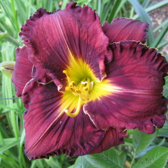 Hemerocallis 'Purplelicious'