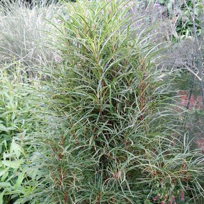 Frangula alnus 'Fine Line' - Smalbladige vuilboom