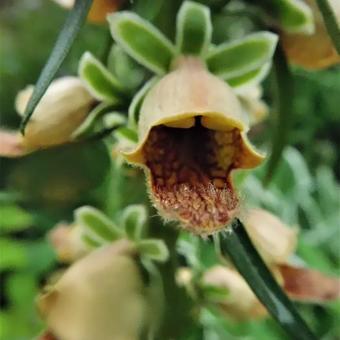 Digitalis stewartii