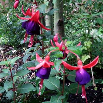 Fuchsia 'Eden Rock'