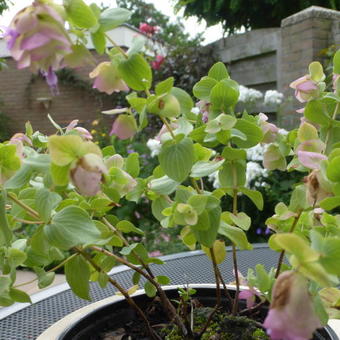 Origanum dictamnus