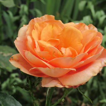 Rosa 'Bengali'