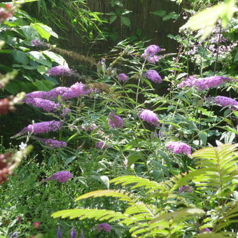 Buddleja davidii 'Sophie'