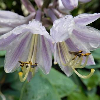 Hosta 'Halcyon'