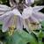 Hosta 'Halcyon'