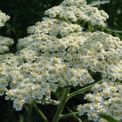 Duizendblad - Achillea millefolium 'Alabaster'