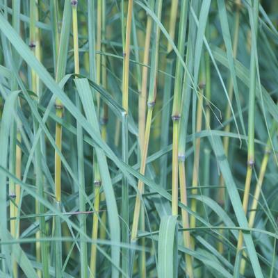 Andropogon hallii 'JS Yellow Konza' - Baardgras