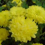 Chrysanthemum indicum 'Citronella' - Chrysant