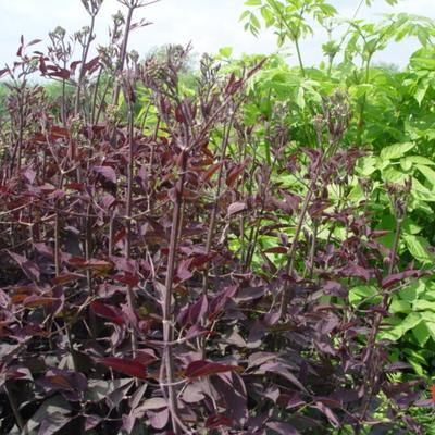 Bosrank - Clematis recta 'Straight Purple'