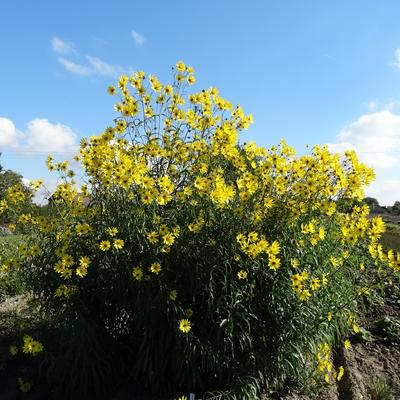 Zonnebloem - Helianthus salicifolius var. orgyalis