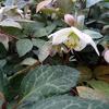 Nieskruid - Helleborus x nigercors 'Magic Leaves'