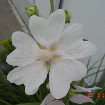 Struikmalva - Lavatera 'White Angel'