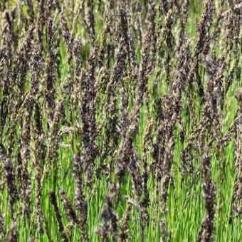 Molinia caerulea subsp. caerulea 'Dauerstrahl'