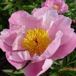 Paeonia lactiflora 'Nymphe' - Pioen - Paeonia lactiflora 'Nymphe'