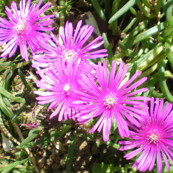 Delosperma cooperi