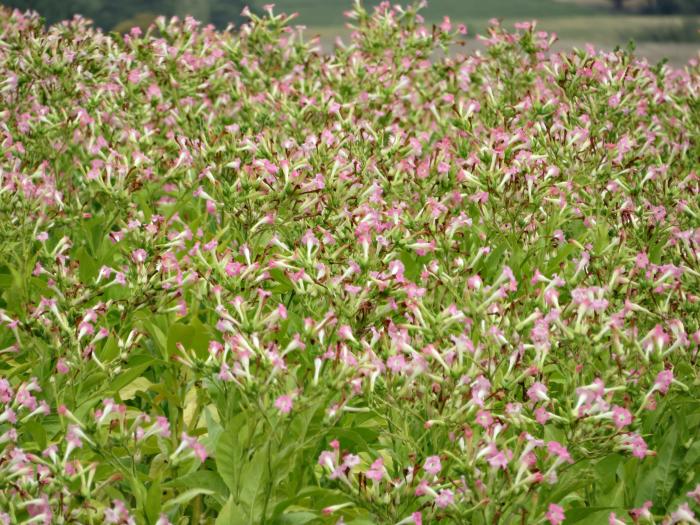 Gewone tabaksplant Nicotiana tabacum