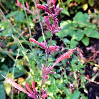 Anijsplant, Dropplant - Agastache 'Fleur'