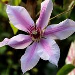 Bosrank - Clematis 'Nelly Moser'