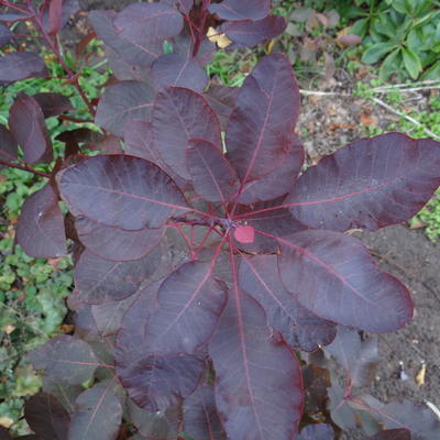 Pruikenboom - Cotinus 'Grace'