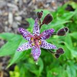 Tricyrtis formosana 'Dark Form'  - Armeluisorchidee