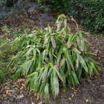 Indocalamus tessellatus - Bamboe - Indocalamus tessellatus