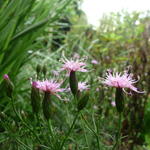 Serratula tinctoria var. seoanei - Zaagblad