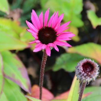 Echinacea purpurea 'Fatal Attraction'