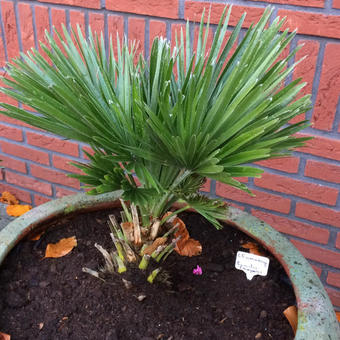 Chamaerops humilis