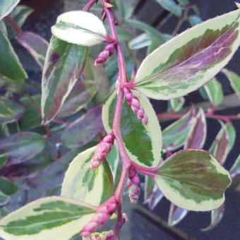 Leucothoe fontanesiana 'Rainbow'