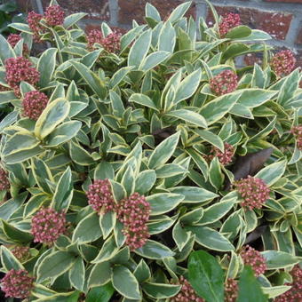 Skimmia japonica 'MAGIC Marlot'