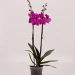 Phalaenopsis 'Evolution' - Vlinderorchidee