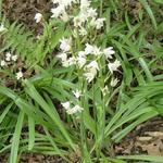 Hyacinthoides hispanica 'Alba' - Wilde hyacint, Boshyacint