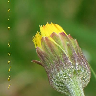 Klein hoefblad - Tussilago farfara 