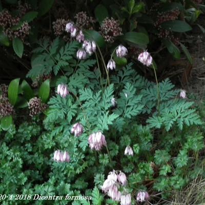 Gebroken hartje - Dicentra formosa