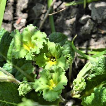 Primula 'Francisca'