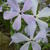 Phlox divaricata 'Clouds of Perfume'