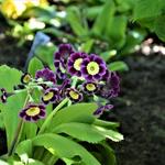 Primula x pubescens - Sleutelbloem