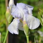 Baardiris - Iris germanica 'English Cottage'