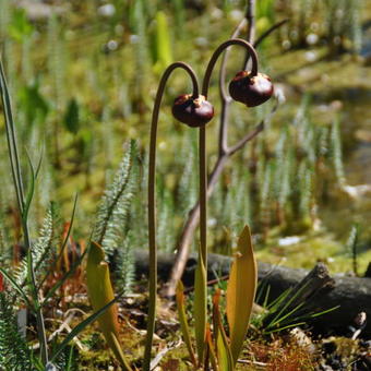 Sarracenia alata