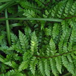 Polystichum makinoi - Naaldvaren