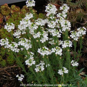 Erinus alpinus var. albus