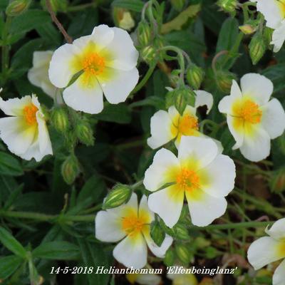 Zonneroosje - Helianthemum 'Elfenbeinglanz'