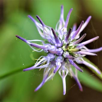 Phyteuma scheuchzeri