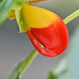 Impatiens niamniamensis