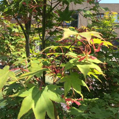 Japanse esdoorn - Acer palmatum 'Osakazuki'