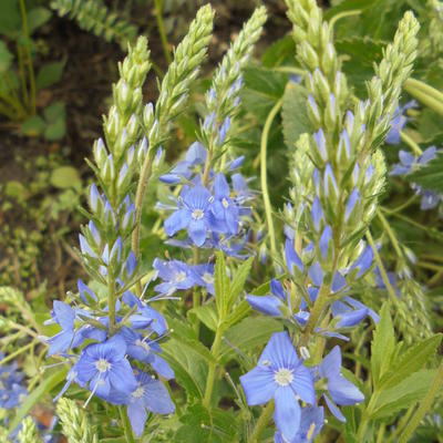 Ereprijs - Veronica austriaca 'Shirley Blue'