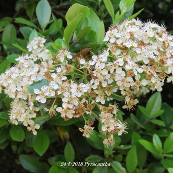 Pyracantha