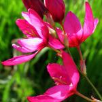 Ixia 'Mabel' - Afrikaanse korenlelies