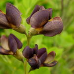 Valse indigo - Baptisia australis  'DECADENCE Dutch Chocolate'